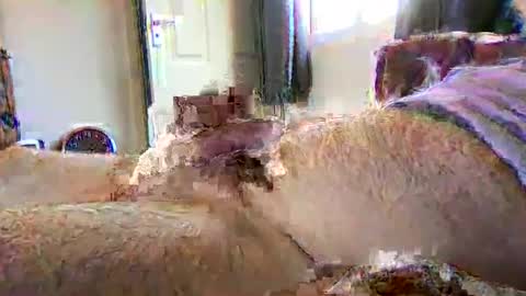 sherlockholmes74 online show from April 2, 2026, 3:09 pm