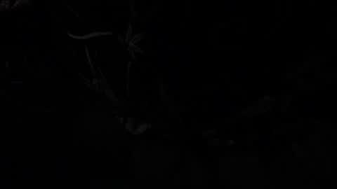 Snapshot of silverco68 chatting on January 13, 2025, 10:58 am notyourdaddy online show from January 13, 2025, 10:58 am