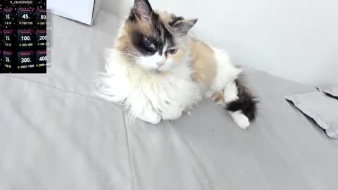 sophiebaker__ online show from February 3, 2026, 2:10 am