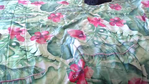 Snapshot of stel7621 chatting on May 1, 2026, 1:05 pm Rocco-load online show from May 1, 2026, 1:05 pm