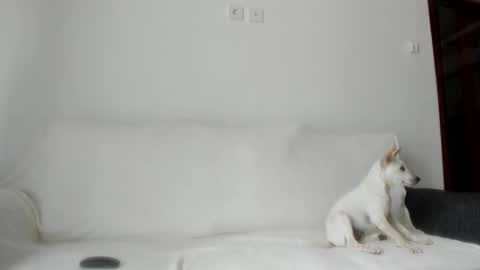 Angel PVT show open online show from October 21, 2025, 2:34 am