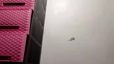 suzzie_hot online show from November 16, 2025, 9:48 am