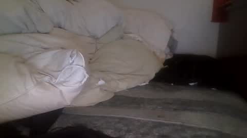 tellias online show from September 15, 2025, 10:37 am