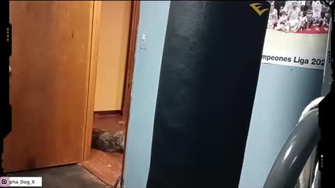 the_alpha_dog_xxx online show from March 10, 2025, 6:23 pm