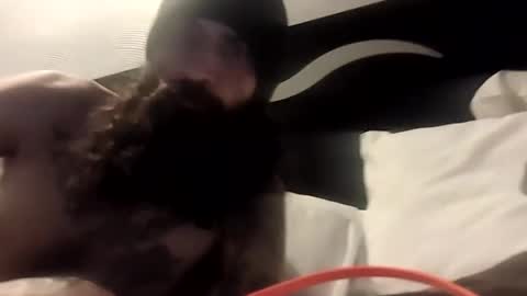 theh4iryfi5h online show from February 21, 2026, 12:28 pm