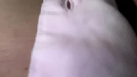 Snapshot of tommit84 chatting on October 19, 2025, 4:13 am tommit84 online show from October 19, 2025, 4:13 am