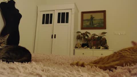 Visceratio online show from February 10, 2025, 6:24 pm