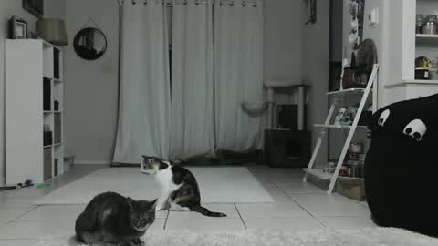 Crystal Lake online show from January 12, 2025, 4:42 am