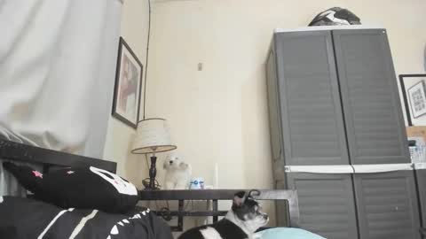 Snapshot of xdreamangel chatting on January 3, 2025, 7:16 am xdreamangel online show from January 3, 2025, 7:16 am