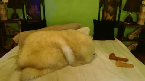 PAMPAM online show from February 28, 2025, 7:46 pm