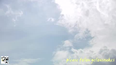 .     y e l l o w s n a k e s       . online show from June 4, 2026, 5:02 am