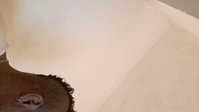 royblackbigpvt online show from March 25, 2026, 6:03 pm