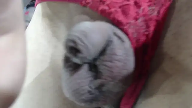 Snapshot of emma_onassis_17 chatting on January 1, 2025, 9:17 am emma onassis 17 online show from January 1, 2025, 9:17 am