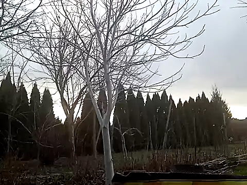 perversalus online show from February 2, 2025, 1:08 pm