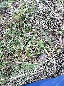 Nkumar173 online show from November 10, 2025, 7:07 am