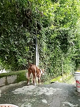 sebasxx97 online show from March 5, 2025, 8:10 pm