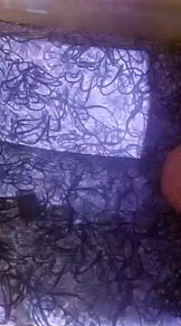 shuhana  online show from December 16, 2024, 1:10 am