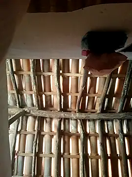 Snapshot of luissilva0071 chatting on February 24, 2026, 12:25 pm luissilva0071 online show from February 24, 2026, 12:25 pm