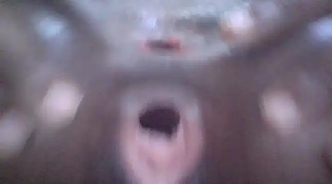 petitev online show from January 3, 2025, 4:11 am