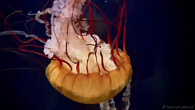 streamy test11 online show from October 30, 2025, 3:35 pm