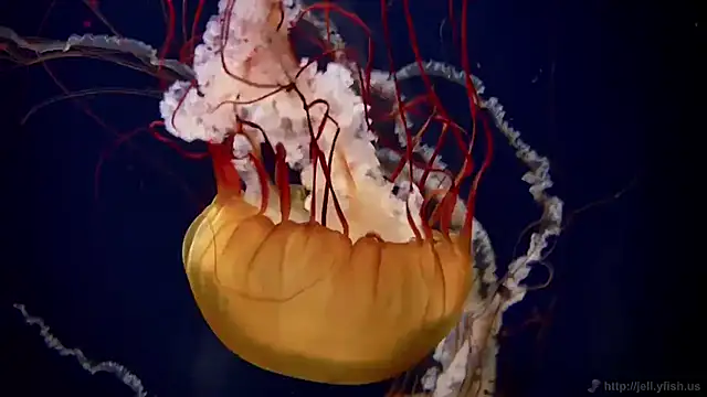 streamy test11 online show from November 12, 2025, 1:44 pm