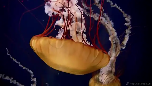 streamy test11 online show from December 15, 2025, 9:35 am