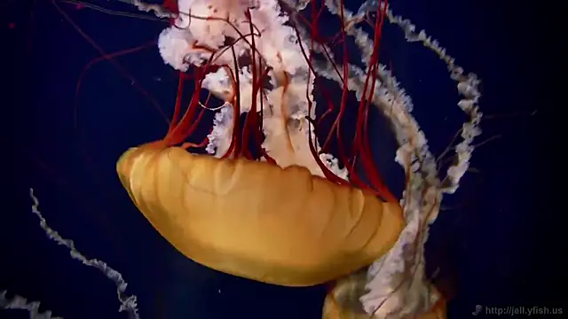 streamy test11 online show from December 23, 2025, 10:13 am