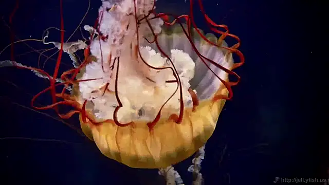 streamy test11 online show from March 30, 2026, 11:11 am