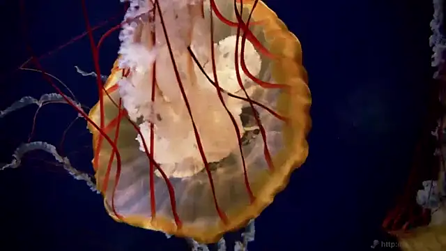 streamy test11 online show from March 31, 2026, 7:31 am