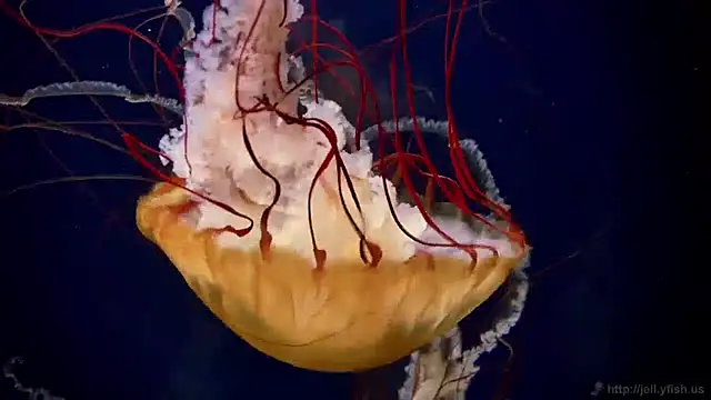 streamy test11 online show from April 9, 2026, 10:42 am