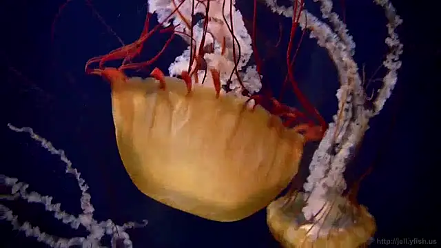 streamy test12 online show from January 15, 2025, 8:09 am