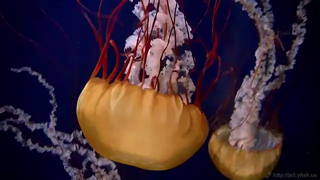 streamy test12 online show from September 25, 2025, 1:37 pm