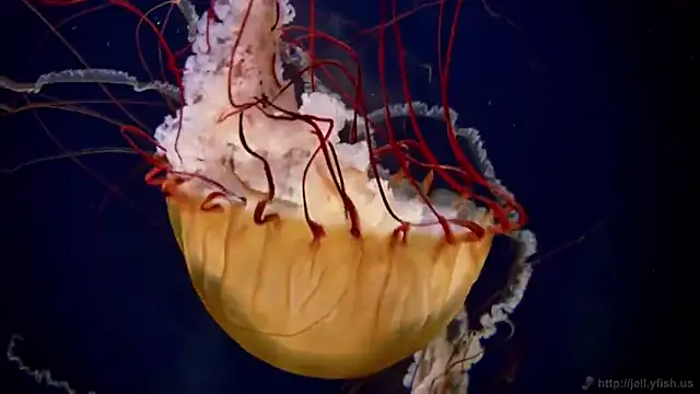 streamy test12 online show from October 27, 2025, 11:58 am