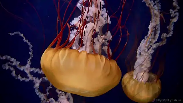 streamy test12 online show from February 2, 2026, 8:13 am