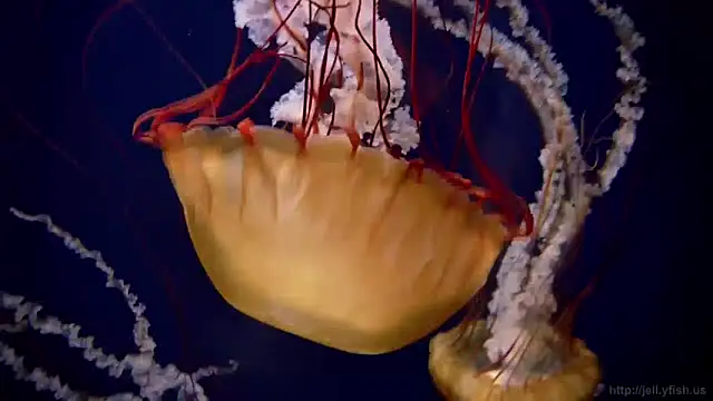 streamy test13 online show from December 3, 2024, 9:55 am