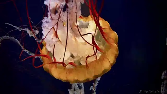 streamy test13 online show from December 4, 2024, 8:12 am