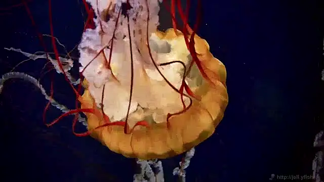 streamy test13 online show from December 5, 2024, 8:11 am