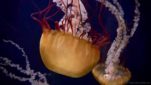 streamy test13 online show from January 3, 2025, 8:10 am