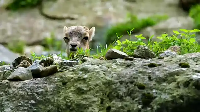 streamy test13 online show from February 21, 2025, 4:26 pm