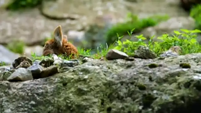 streamy test13 online show from March 31, 2026, 8:26 am