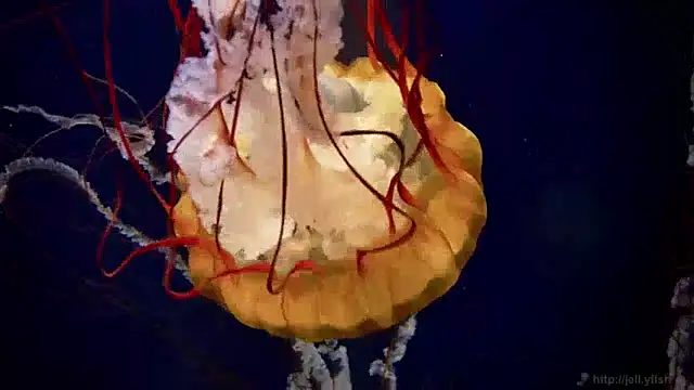 streamy test15 online show from December 4, 2024, 8:23 am