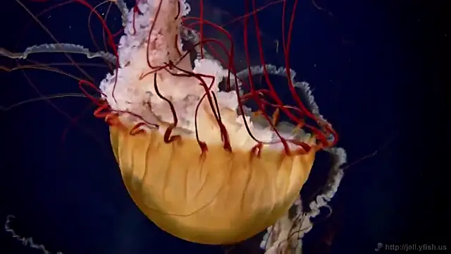 streamy test15 online show from February 17, 2025, 8:09 am