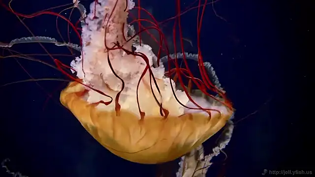 streamy test15 online show from October 31, 2025, 8:37 am