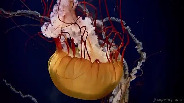 streamy test15 online show from November 5, 2025, 12:16 pm