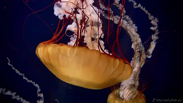 streamy test15 online show from November 7, 2025, 1:22 pm