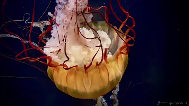 streamy test15 online show from November 27, 2025, 3:14 pm