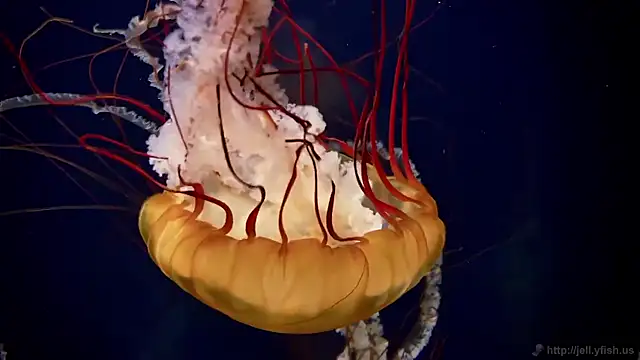 streamy test15 online show from December 2, 2025, 11:37 am