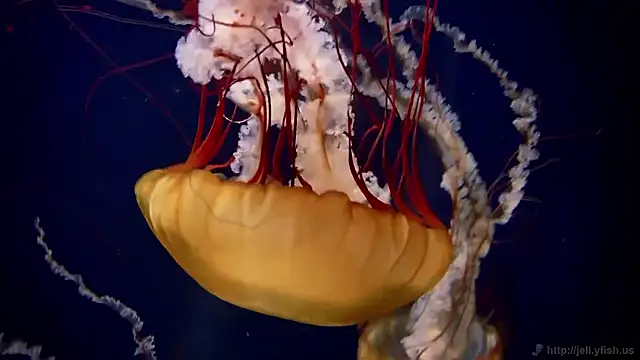 streamy test15 online show from February 11, 2026, 3:17 pm