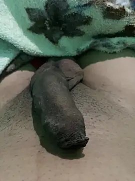 king cum  online show from January 12, 2025, 10:23 am