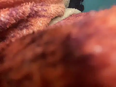 king cum  online show from January 30, 2025, 2:49 am